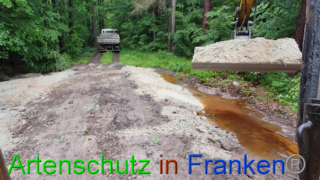 © Artenschutz in Franken® Bild zum Eintrag (1054670-160)