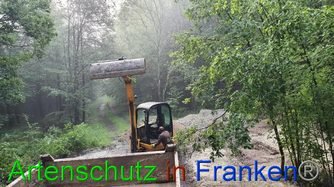 © Artenschutz in Franken® Bild zum Eintrag (1054674-160)