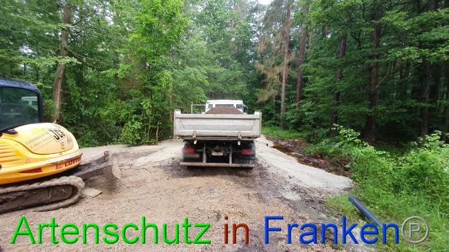 © Artenschutz in Franken® Bild zum Eintrag (1054675-160)