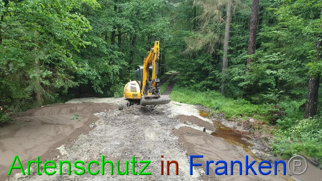 © Artenschutz in Franken® Bild zum Eintrag (1054687-160)