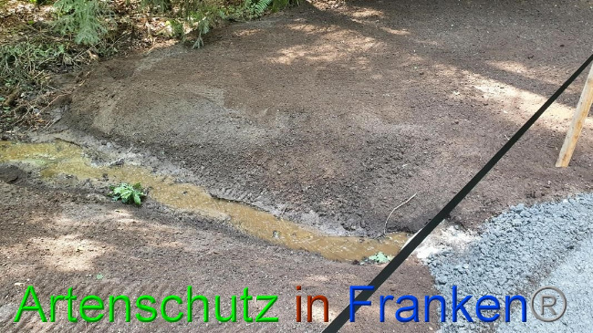 © Artenschutz in Franken® Bild zum Eintrag (1054701-160)