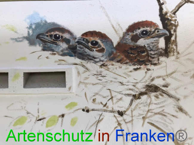 © Artenschutz in Franken® Bild zum Eintrag (1054712-160)