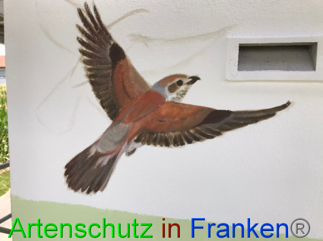 © Artenschutz in Franken® Bild zum Eintrag (1054713-160)