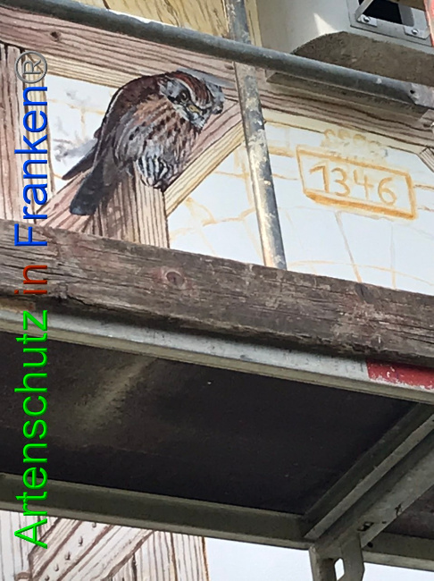 © Artenschutz in Franken® Bild zum Eintrag (1054720-160)