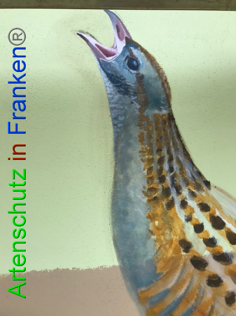 © Artenschutz in Franken® Bild zum Eintrag (1054727-160)