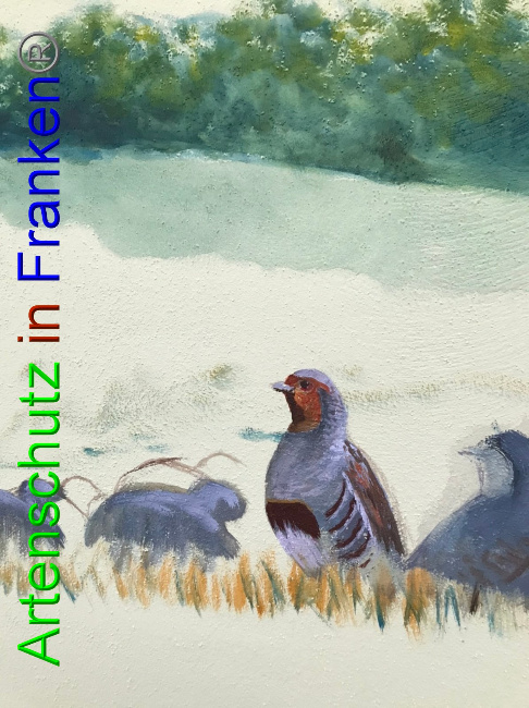 © Artenschutz in Franken® Bild zum Eintrag (1055042-160)