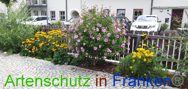 © Artenschutz in Franken® / Manger Bild zum Eintrag (1055154-160)