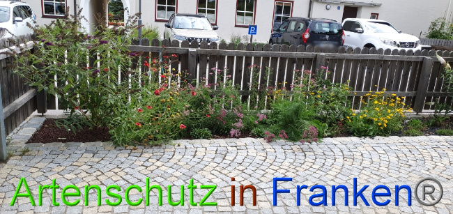 © Artenschutz in Franken® / Manger Bild zum Eintrag (1055155-160)