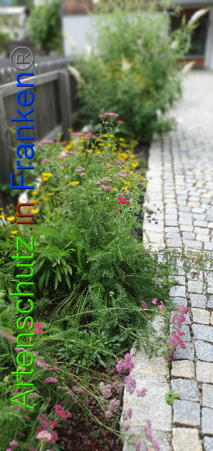 © Artenschutz in Franken® / Manger Bild zum Eintrag (1055161-160)