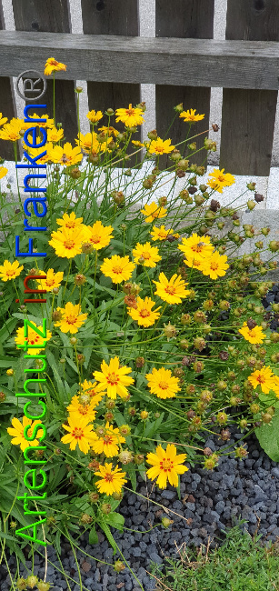 © Artenschutz in Franken® / Manger Bild zum Eintrag (1055162-160)