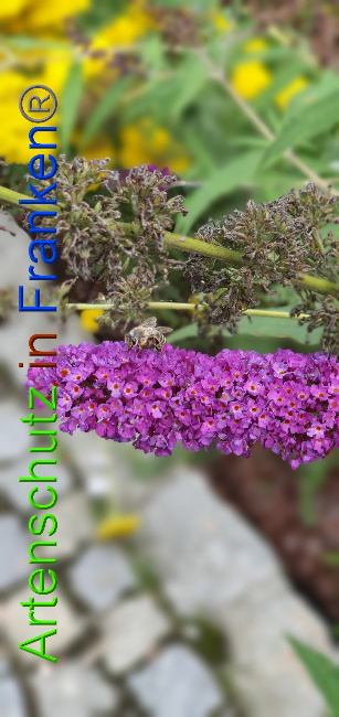 © Artenschutz in Franken® / Manger Bild zum Eintrag (1055163-160)
