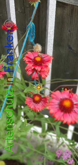 © Artenschutz in Franken® / Manger Bild zum Eintrag (1055164-160)