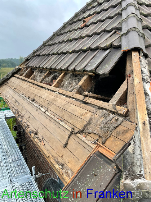 © Artenschutz in Franken® / Vehoff Bild zum Eintrag (1055645-160)