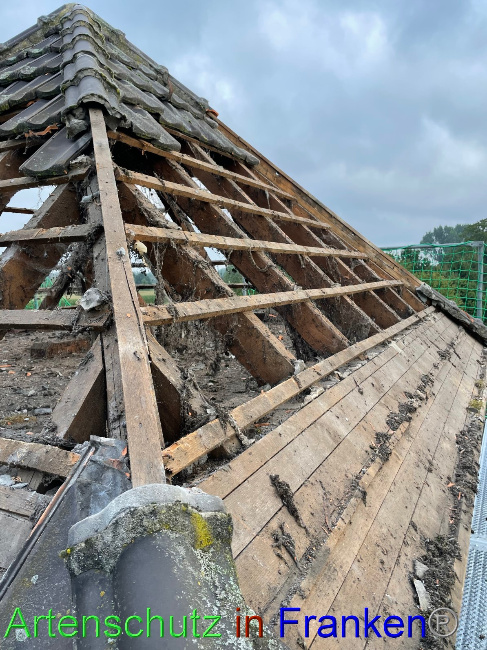 © Artenschutz in Franken® Bild zum Eintrag (1055646-160)