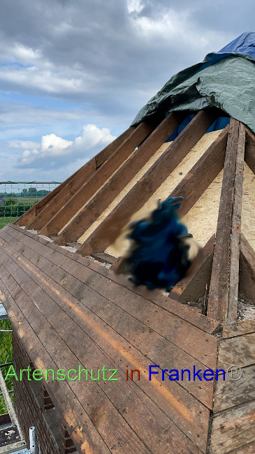 © Artenschutz in Franken® Bild zum Eintrag (1055662-160)