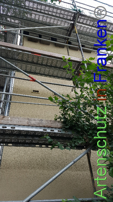 © Artenschutz in Franken® Bild zum Eintrag (1055728-160)
