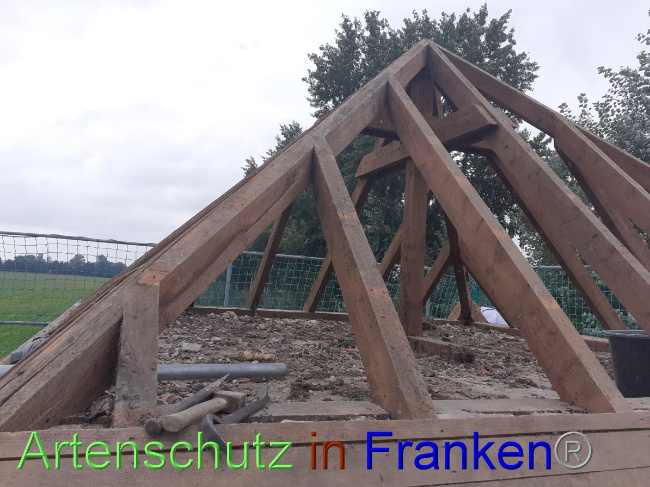 © Artenschutz in Franken® Bild zum Eintrag (1055742-160)