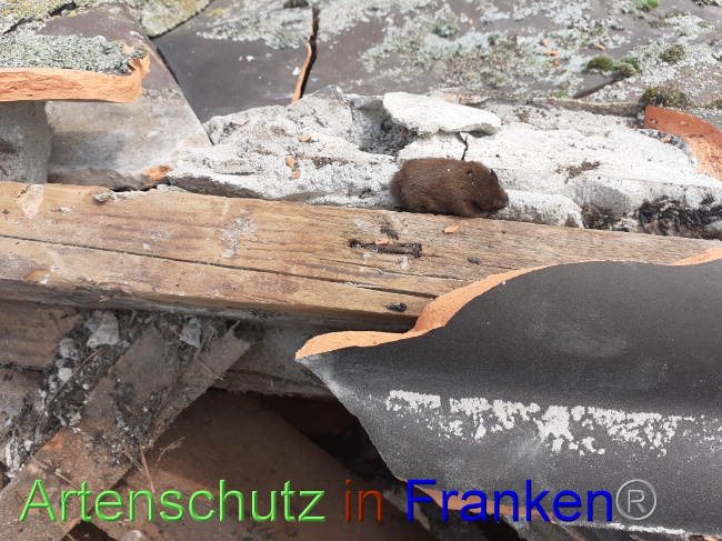 © Artenschutz in Franken® Bild zum Eintrag (1055745-160)