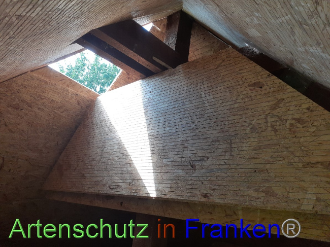 © Artenschutz in Franken® Bild zum Eintrag (1055749-160)