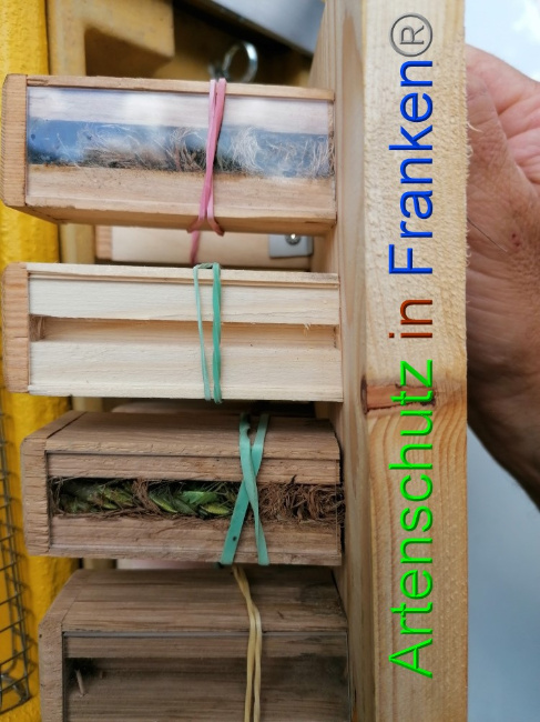 © Artenschutz in Franken® / Lais Bild zum Eintrag (1056255-160)
