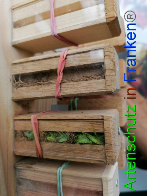 © Artenschutz in Franken® / Lais Bild zum Eintrag (1056256-160)