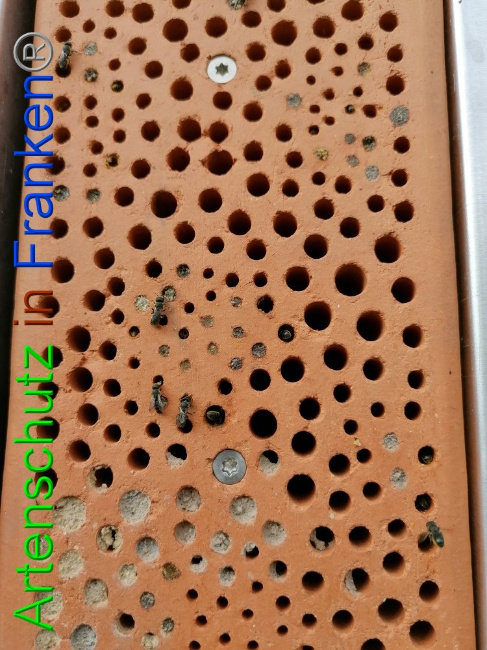© Artenschutz in Franken® / Lais Bild zum Eintrag (1056258-160)