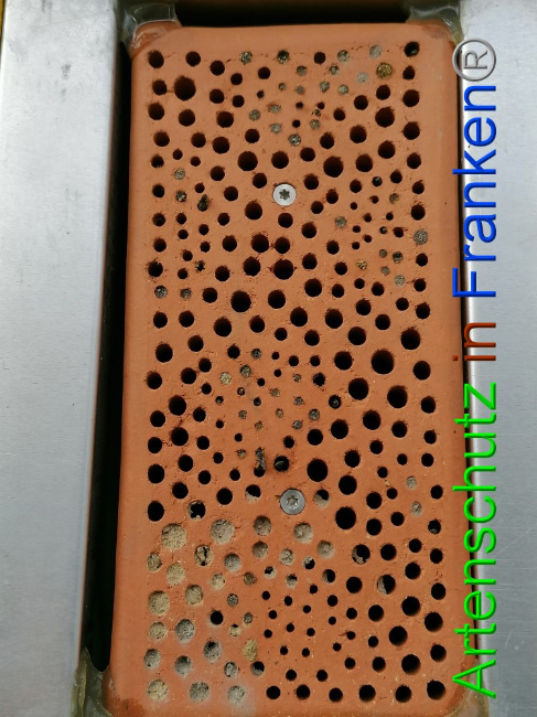 © Artenschutz in Franken® / Lais Bild zum Eintrag (1056259-160)