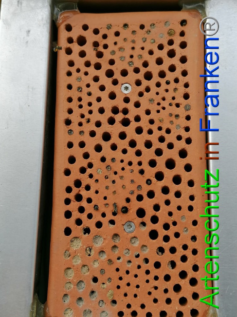 © Artenschutz in Franken® / Lais Bild zum Eintrag (1056260-160)