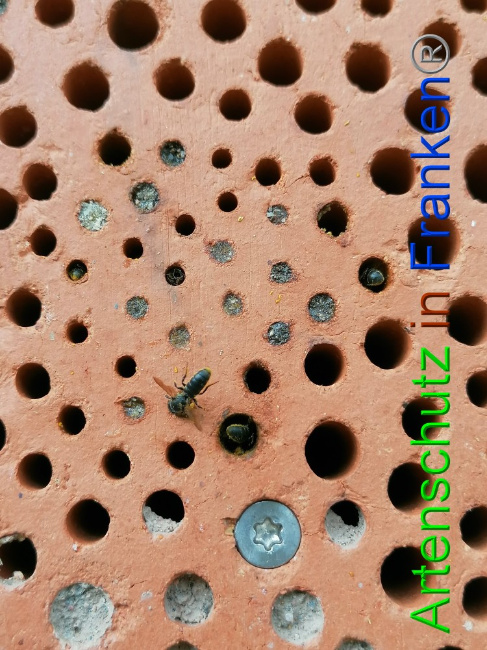 © Artenschutz in Franken® / Lais Bild zum Eintrag (1056261-160)