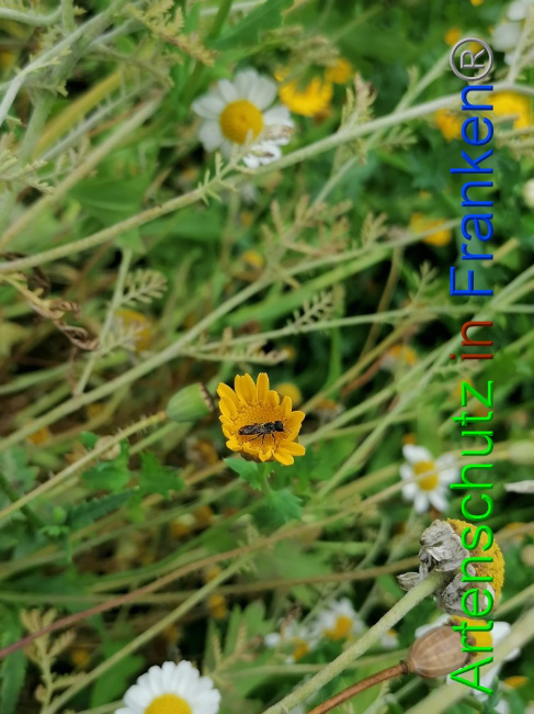 © Artenschutz in Franken® / Lais Bild zum Eintrag (1056267-160)