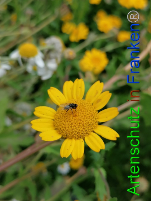 © Artenschutz in Franken® / Lais Bild zum Eintrag (1056268-160)