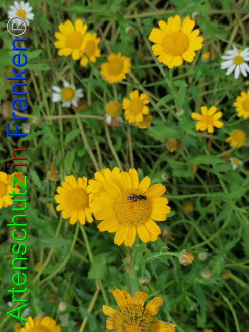 © Artenschutz in Franken® / Lais Bild zum Eintrag (1056269-160)