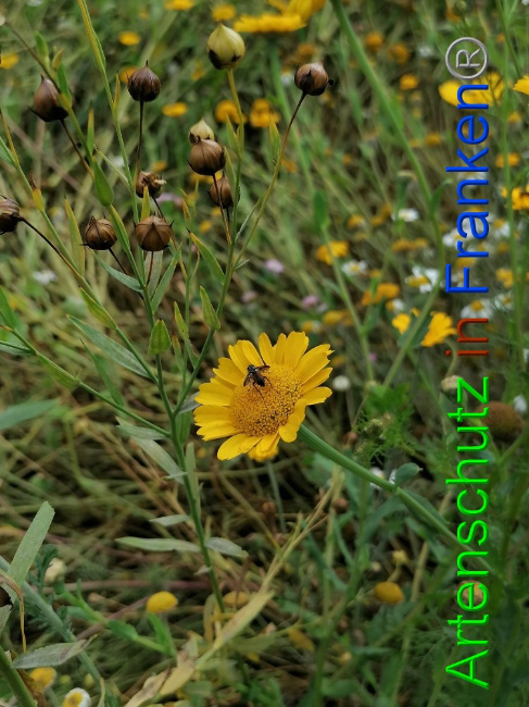 © Artenschutz in Franken® / Lais Bild zum Eintrag (1056270-160)