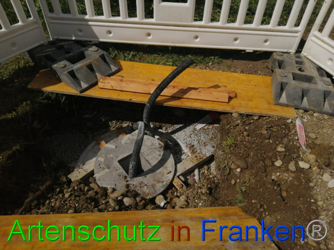 © Artenschutz in Franken® / Weismann Bild zum Eintrag (1056277-160)