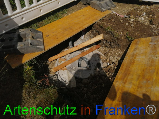 © Artenschutz in Franken® / Weismann Bild zum Eintrag (1056278-160)