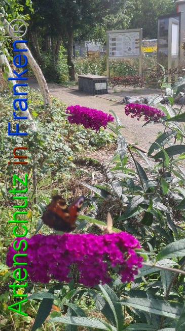 © Artenschutz in Franken® / Sonfeld Bild zum Eintrag (1056293-160)