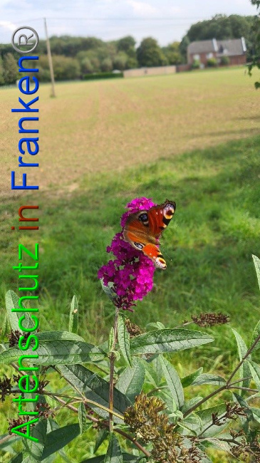 © Artenschutz in Franken® / Sonfeld Bild zum Eintrag (1056294-160)