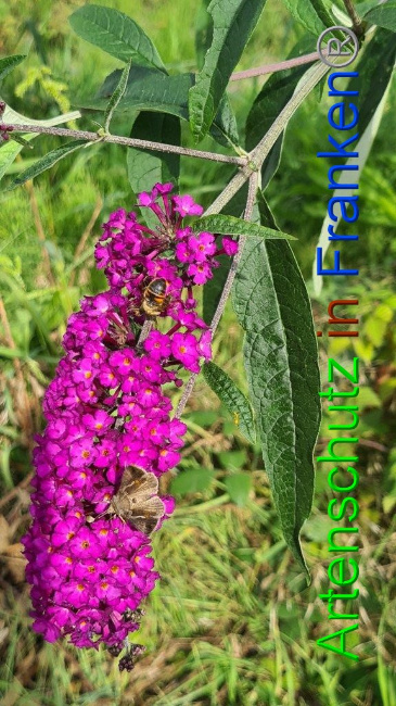 © Artenschutz in Franken® / Sonfeld Bild zum Eintrag (1056295-160)