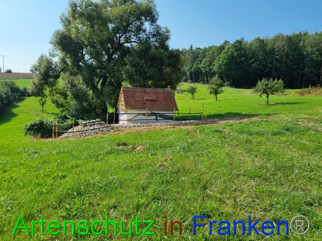 © Artenschutz in Franken® Bild zum Eintrag (1056303-160)