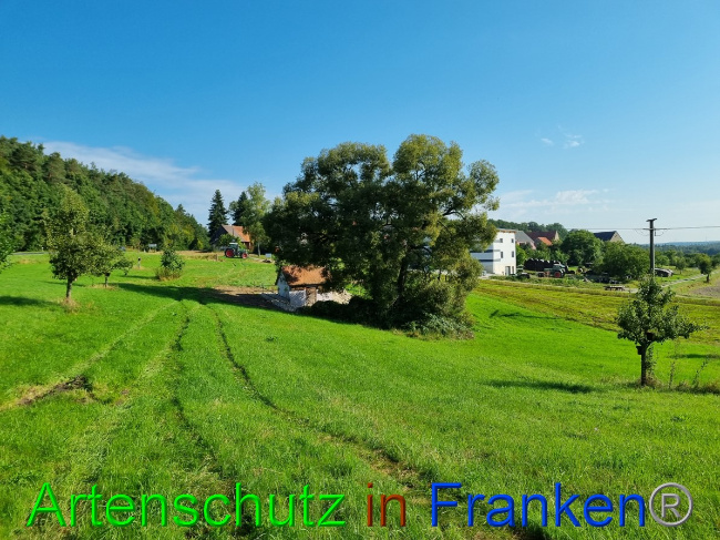 © Artenschutz in Franken® Bild zum Eintrag (1056319-160)