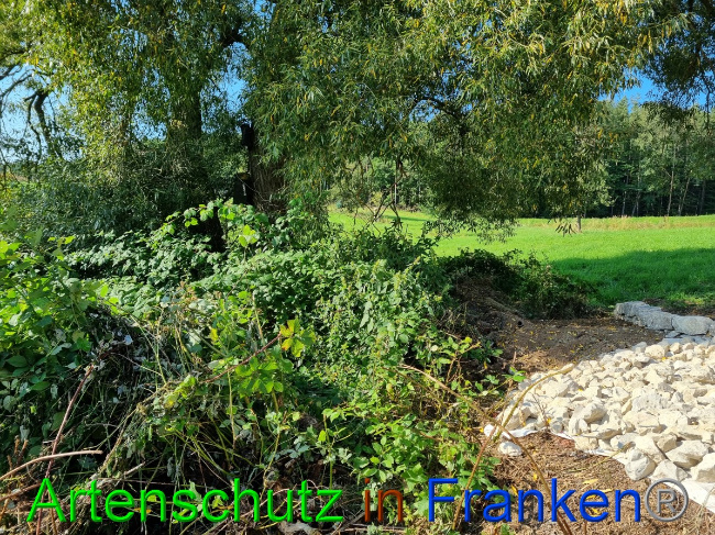 © Artenschutz in Franken® Bild zum Eintrag (1056324-160)