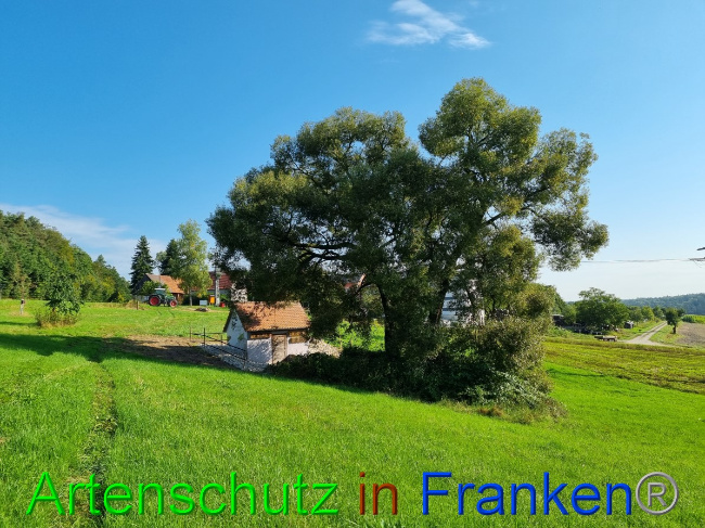 © Artenschutz in Franken® Bild zum Eintrag (1056325-160)