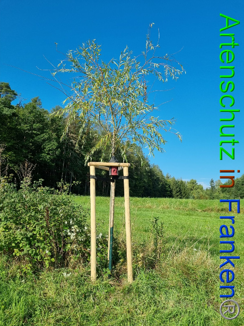 © Artenschutz in Franken® Bild zum Eintrag (1056326-160)