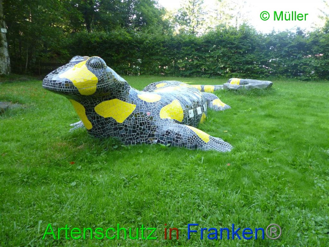 © Artenschutz in Franken® / Müller Bild zum Eintrag (1056364-160)