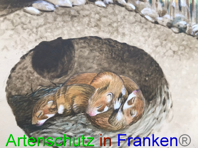© Artenschutz in Franken® Bild zum Eintrag (1056570-160)