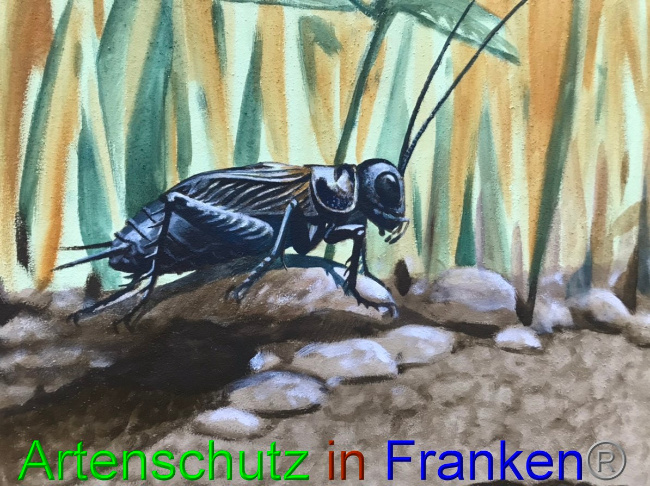 © Artenschutz in Franken® Bild zum Eintrag (1056571-160)