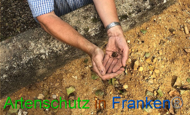 © Artenschutz in Franken® / Francken Bild zum Eintrag (1056944-160)