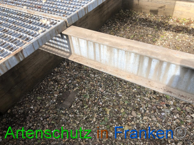 © Artenschutz in Franken® / Francken Bild zum Eintrag (1056949-160)