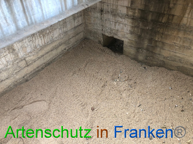© Artenschutz in Franken® / Francken Bild zum Eintrag (1056950-160)