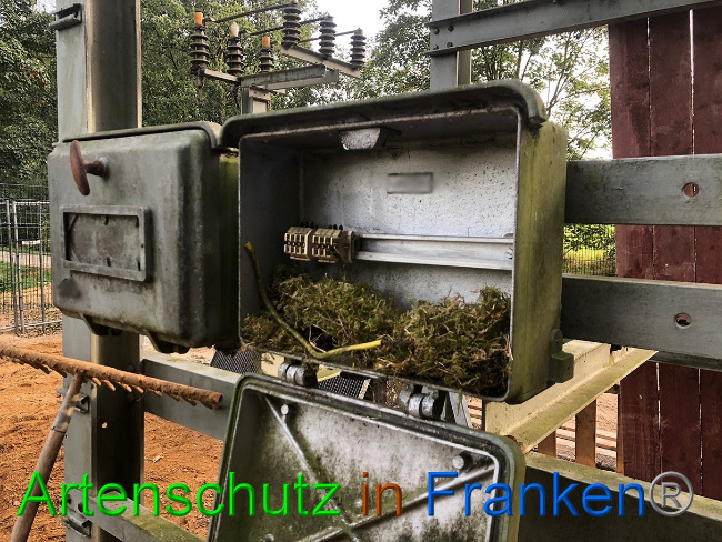 © Artenschutz in Franken® / Francken Bild zum Eintrag (1056961-160)